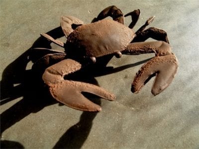Colin the crab in rust